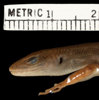 Media type: image;   Herpetology R-183781 Aspect: head lateral